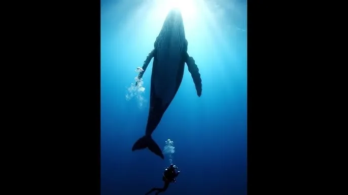 瑟瑟瑟网站 - 深蓝星球：探索海洋深处的未知世界